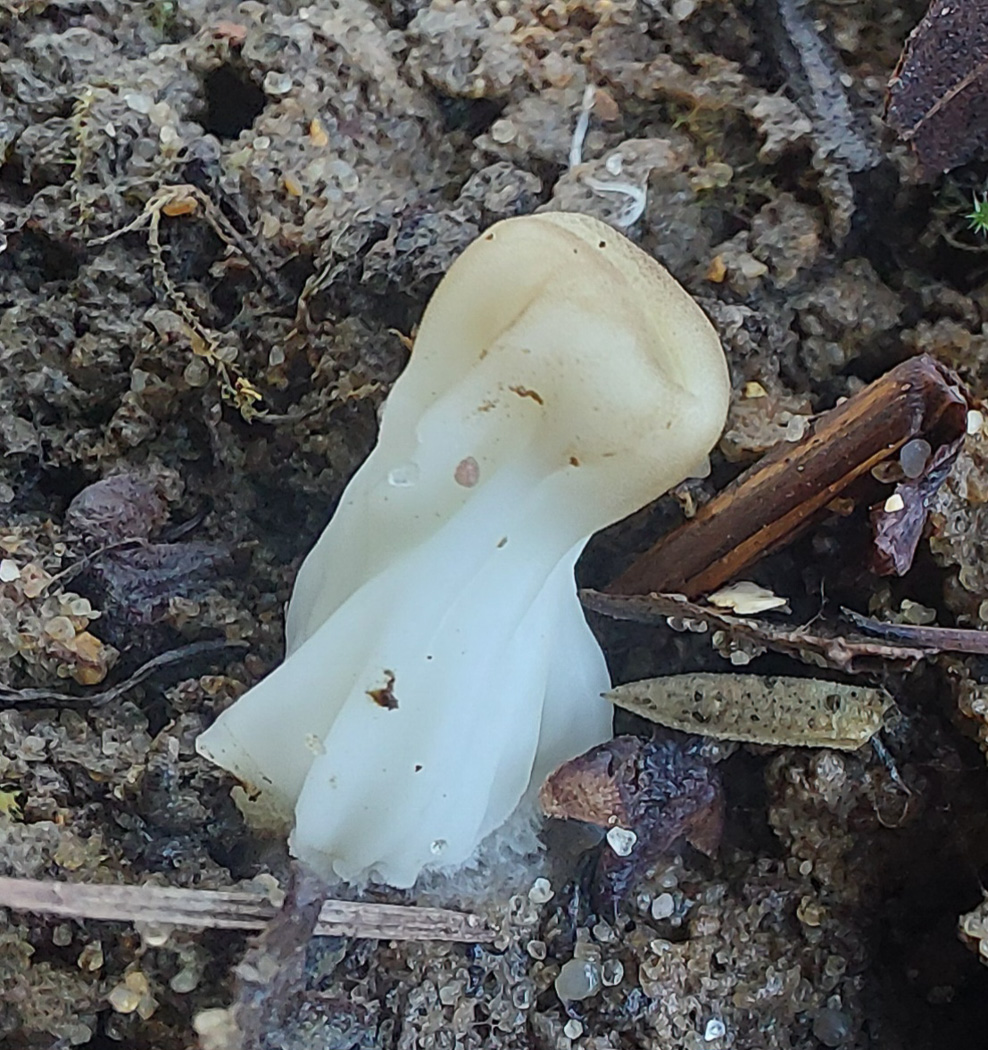 Photo © Jesper Launder Helvella acetabulum by Jesper Launder